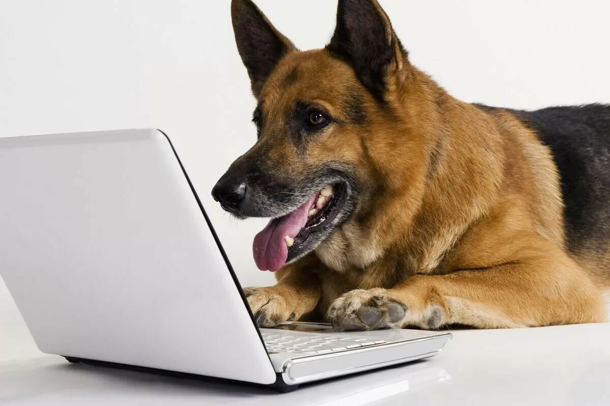 Онлайн-консультации по кинологии и зоопсихологии собак.