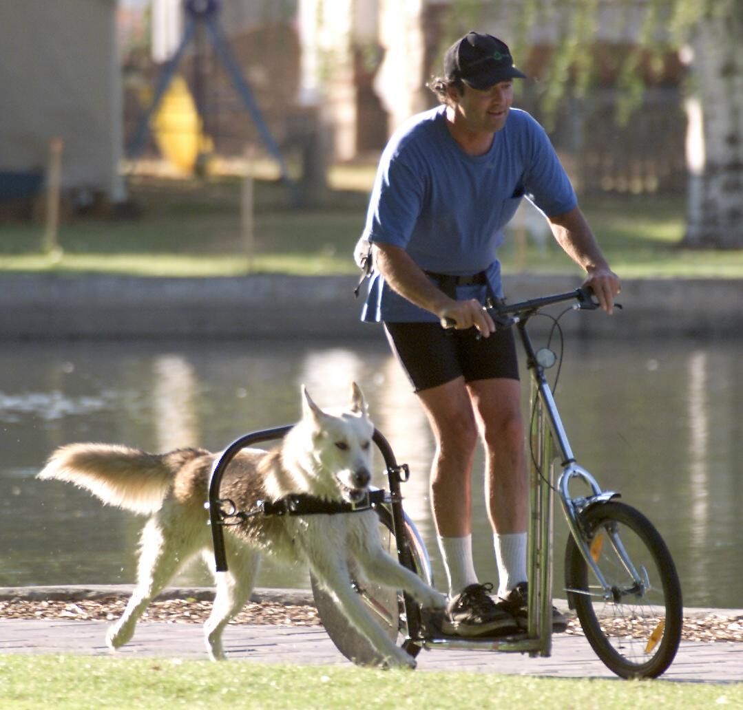 Можно ездить на собаке. Дог скутеринг. Собака на велосипеде. Собака на самокате. Велосипед с местом для собаки.