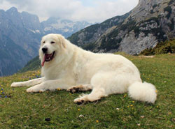Дрессировка Пиренейская горная собака