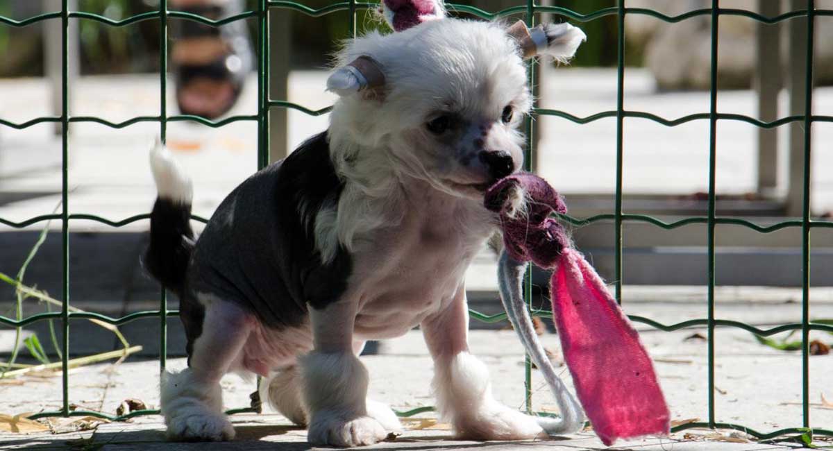Дрессировка щенка китайской хохлатой собаки