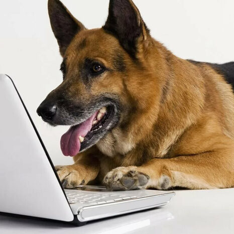 Онлайн-консультации по кинологии и зоопсихологии собак